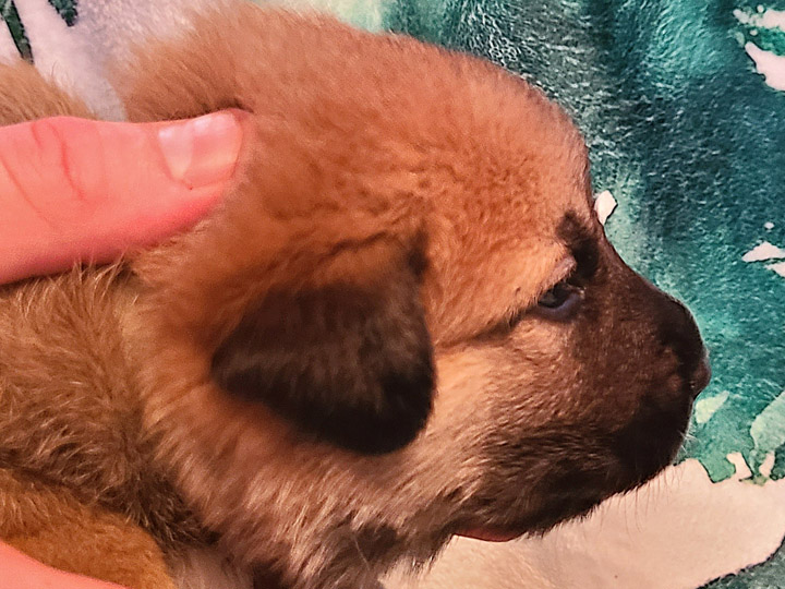 chinook puppy